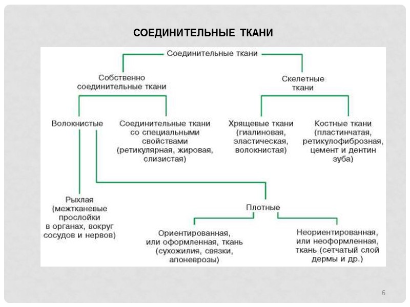 6 СОЕДИНИТЕЛЬНЫЕ ТКАНИ